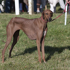 Image showing Greyhound