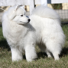 Image showing Great Pyrenees dog