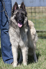 Image showing Belgian Sheperd