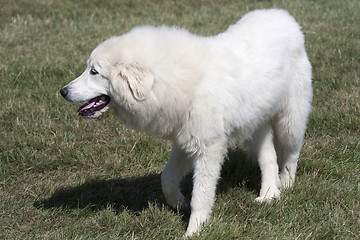 Image showing Pyrenees dog.