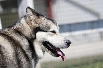 Image showing Husky