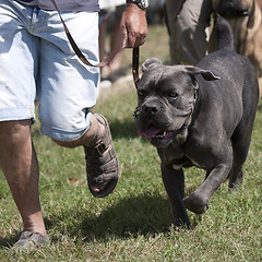 Image showing Bulldog running