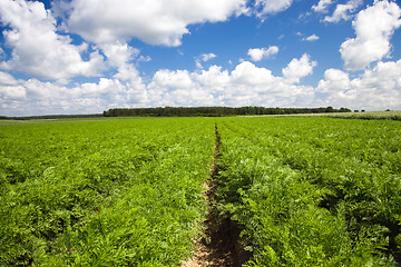 Image showing Carrot field