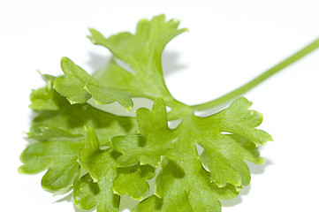 Image showing Parsley