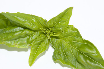 Image showing Basil