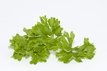 Image showing Parsley