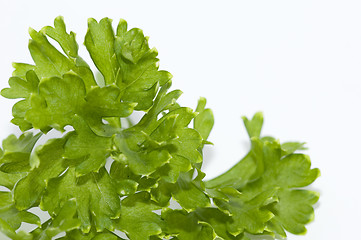 Image showing Parsley
