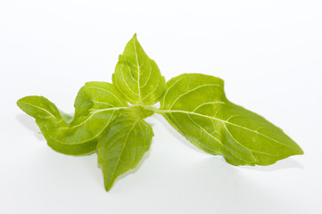 Image showing Lemon basil