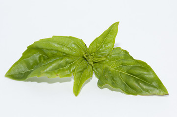 Image showing Basil