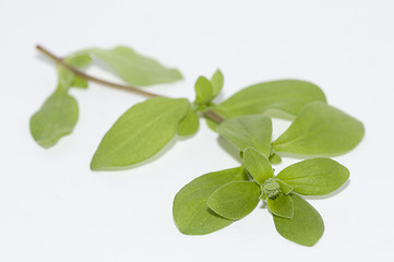 Image showing Marjoram