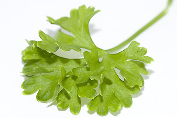 Image showing Parsley