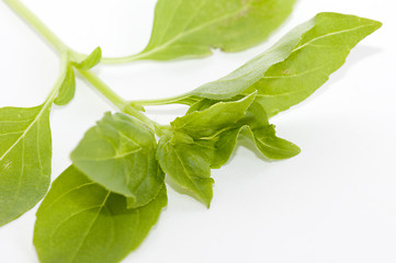 Image showing Lemon basil