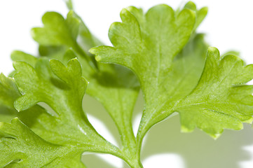 Image showing Parsley