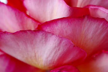 Image showing Rose petals