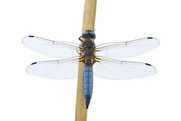 Image showing Big blue dragonfly (Libellula depressa) sitting on the cane stalk