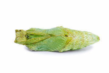 Image showing Swallowtail butterfly chrysalis