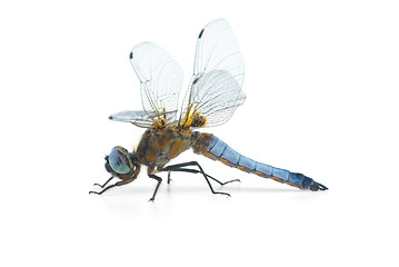 Image showing Big blue dragonfly (Libellula depressa)