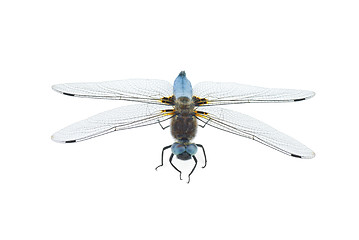 Image showing Big blue dragonfly (Libellula depressa)
