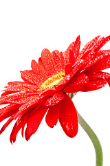 Image showing red gerbera