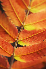 Image showing Autumn leaf