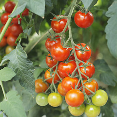 Image showing Tomatoes