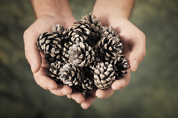 Image showing Pine Cones