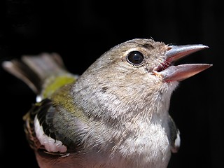 Image showing my chaffinch singing