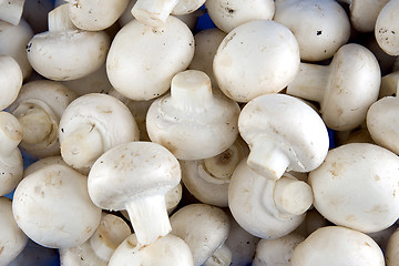 Image showing Edible white champignon mushrooms
