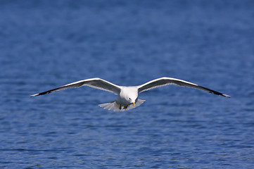 Image showing Seagull over water