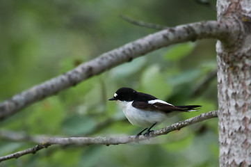 Image showing Pied flycatcher
