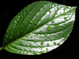 Image showing drops on leaf