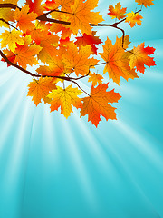 Image showing Red yellow fall maple leafs over sky. EPS 8