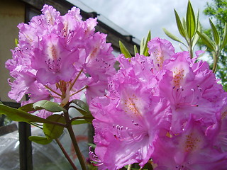 Image showing pink blossom