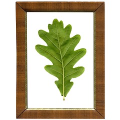 Image showing Oak leaf in frame