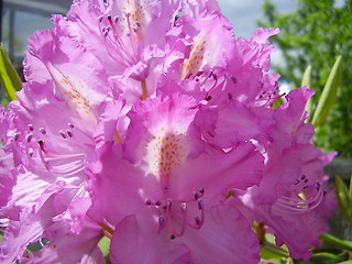 Image showing pink blossom