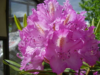 Image showing pink blossom