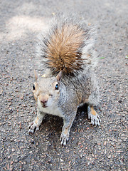 Image showing Squirrel