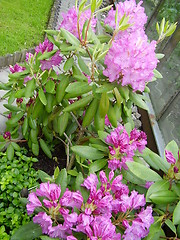 Image showing pink blossom