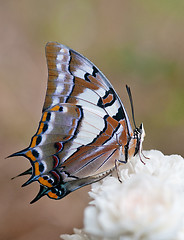 Image showing butterfly on a rose flower