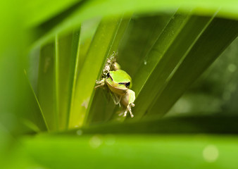 Image showing green tree frog