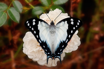 Image showing butterfly on a rose flower