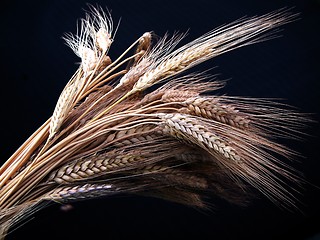 Image showing wheat in black bottom