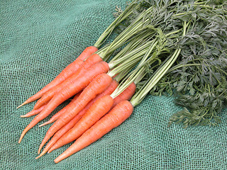 Image showing carrots