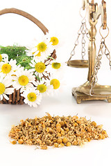 Image showing Chamomile