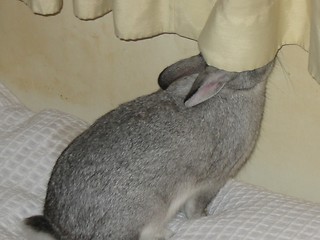 Image showing curious bunny