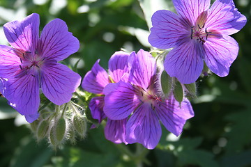 Image showing Blue old-fashioned flowers