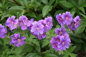 Image showing Lovely blue flowers