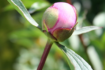 Image showing Peony in bud