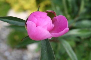 Image showing The bud is getting to open