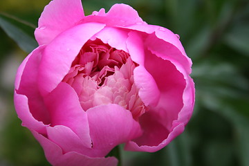 Image showing Pink peony